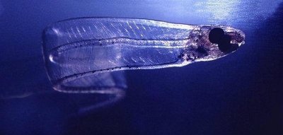 ​那些透明纯净的水下生物，你见过吗？
