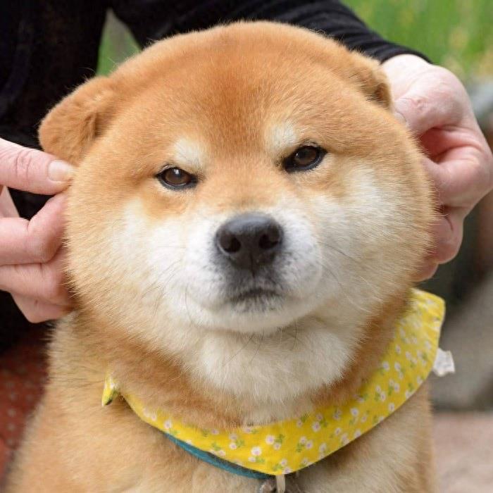 火了！这只日本柴犬贡献了一整套表情包，粉丝比你多得多