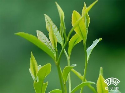 ​有机茶到底是什么东东？
