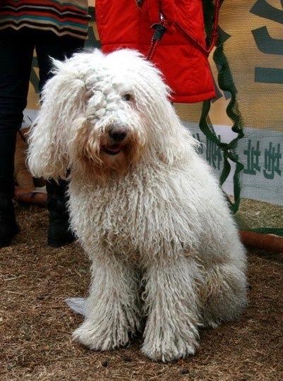 长得像狙击手，匈牙利国宝獒犬：可蒙犬，真心太强