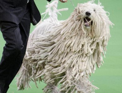 ​长得像狙击手，匈牙利国宝獒犬：可蒙犬，真心太强