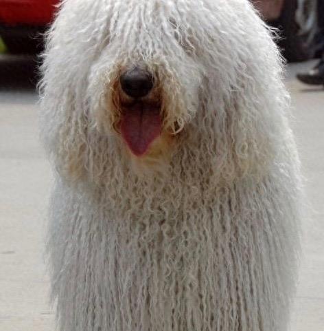 长得像狙击手，匈牙利国宝獒犬：可蒙犬，真心太强