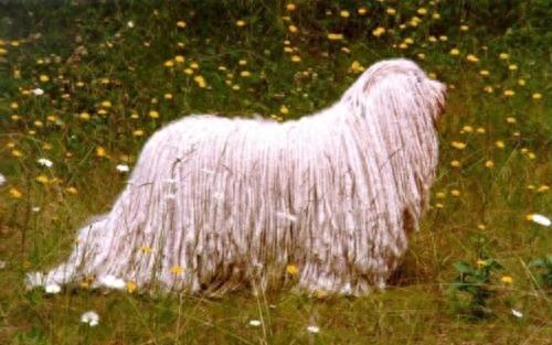 长得像狙击手，匈牙利国宝獒犬：可蒙犬，真心太强
