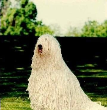 长得像狙击手，匈牙利国宝獒犬：可蒙犬，真心太强