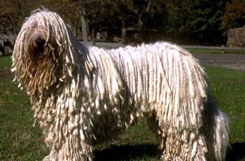 长得像狙击手，匈牙利国宝獒犬：可蒙犬，真心太强