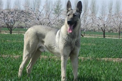 ​为什么很少人养“狼青犬”？这几个原因，太现实了