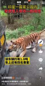 ​老虎用嘴拉动一辆车？车上有至少四名乘客 ，其重量达两吨左右