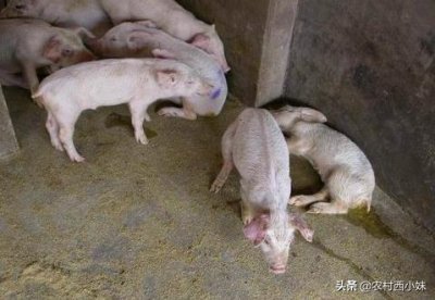 ​猪圆环病毒病症状及其防治方法