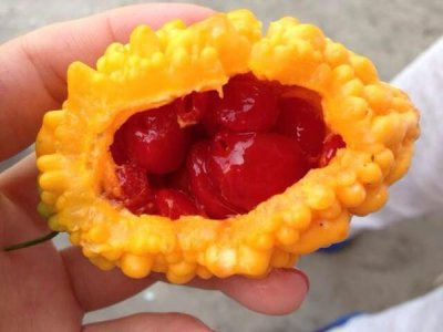 ​外表像苦瓜但它不是苦瓜，农村孩子才吃过的水果，你们有吃过吗？