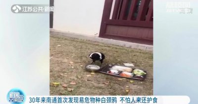 ​30年来南通首次发现易危物种白颈鸦 不怕人来还护食