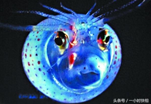 小猪章鱼：外形与猪非常相似，脸上还带着一个笑脸的图案