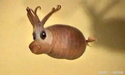 ​小猪章鱼：外形与猪非常相似，脸上还带着一个笑脸的图案