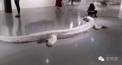 ​龙的真假—龙帝