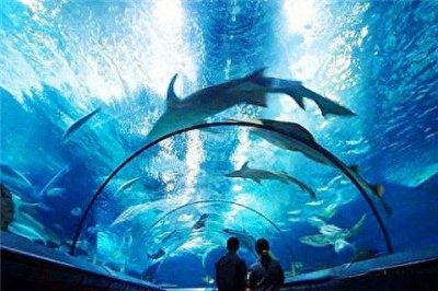 ​带你零距离接触海底-上海海洋水族馆