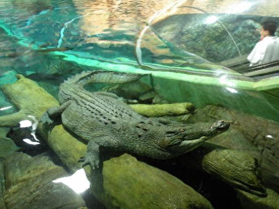带你零距离接触海底——上海海洋水族馆