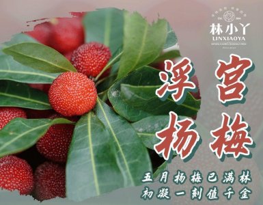 ​「浮宫杨梅」新鲜上市！颗颗酸甜冰凉、肉厚核小，一年只卖50天