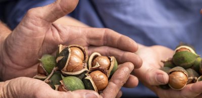 ​澳洲坚果：全球最昂贵坚果，市场越繁荣，处境越危险