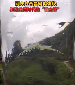 ​四川一地现恐龙同时代物种仙女虾，专家：不稀奇