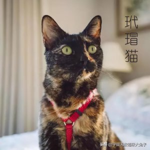 ​三花猫VS玳瑁猫：都是黑白橘混色，玳瑁猫混出丑萌效果