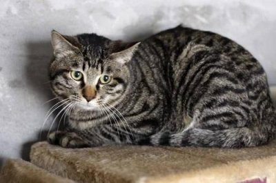 ​中国原生猫——狸花猫
