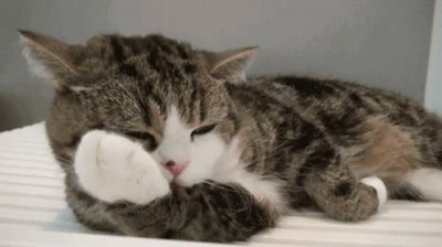 ​聊聊猫咪舌头上的倒刺