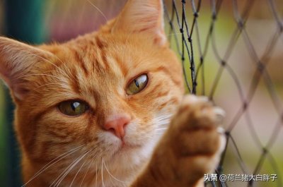 ​猫咪身上常见的寄生虫有哪些？