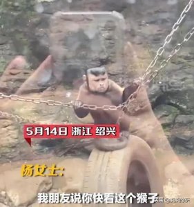 ​全民围观！成熟稳重的国字脸网红猴子诞生