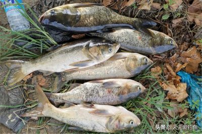 ​水怪浮钓鲢鳙，要用“另类”的活铅钓组，这是钓鲢鳙的最简单方法