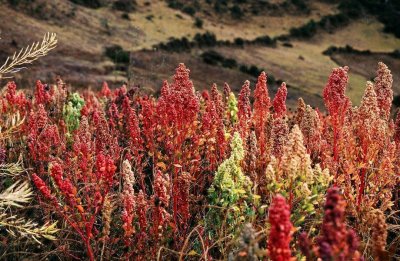 ​藜麦是一种什么样的植物？