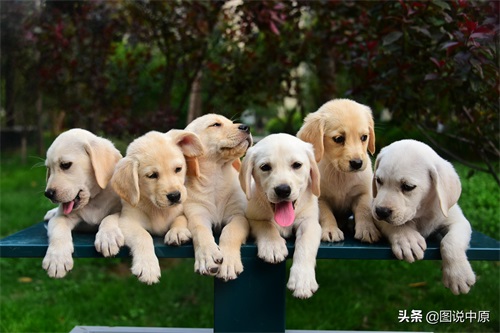 憨态可掬的拉布拉多幼犬