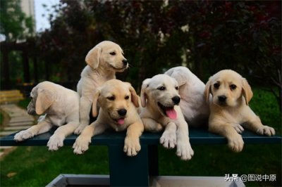 ​憨态可掬的拉布拉多幼犬