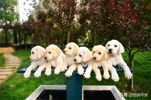 憨态可掬的拉布拉多幼犬