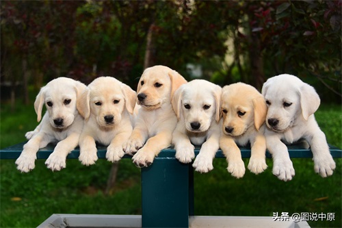 憨态可掬的拉布拉多幼犬
