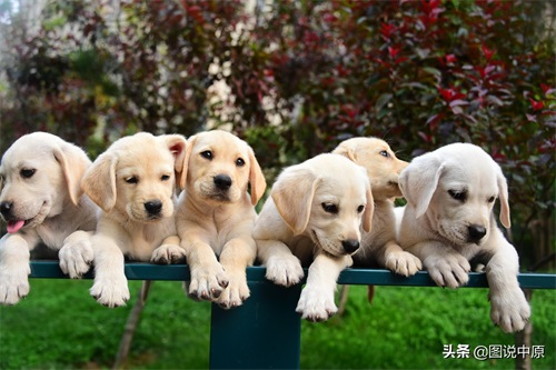 憨态可掬的拉布拉多幼犬
