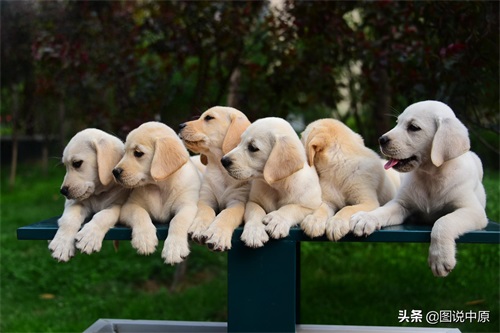憨态可掬的拉布拉多幼犬