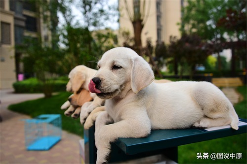 憨态可掬的拉布拉多幼犬