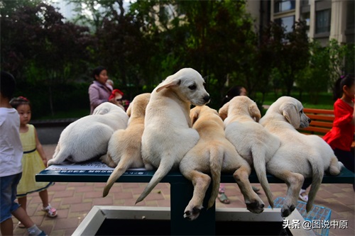 憨态可掬的拉布拉多幼犬