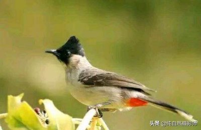 ​白喉红臀鹎，中国鹎科鸟类