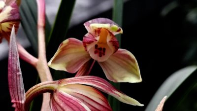 ​春剑叶花双艺品「霓裳仙子」