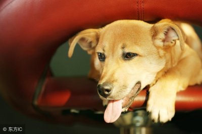 ​犬子，这个称呼怎么来的？？