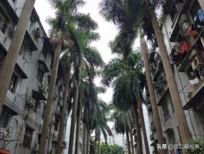 ​员村：本地人居多的广州城中村