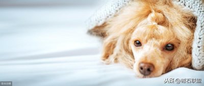 ​比细小更可怕的传染病：看似毫不起眼的犬瘟热，却带走无数生命