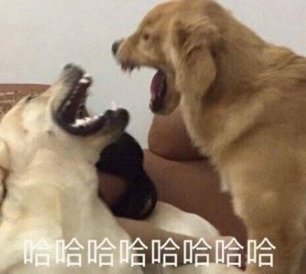 ​狗狗的表情包合集