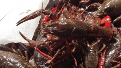 ​西安首家盒马鲜生开业人山人海！网友：像逛“海底世界”