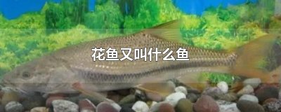​花鱼又叫什么鱼