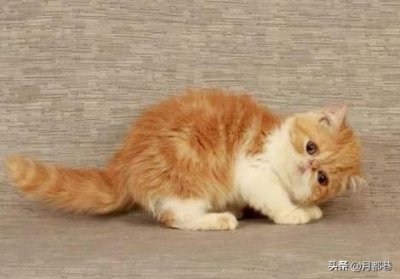 ​加菲猫多少钱一只