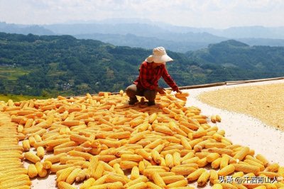 ​我国当前高产玉米品种大盘点，你种过几种？