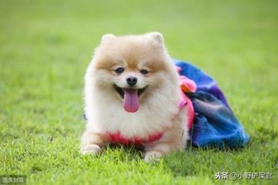​比乐猫粮是毒猫粮吗？比乐猫粮是哪里的品牌