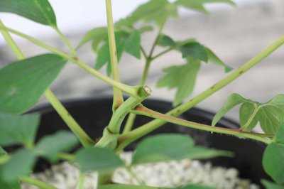 ​牡丹换盆什么季节，换盆用什么土