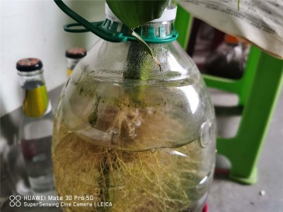 ​富贵竹需要怎么去养，才能更旺盛（水养和土养）